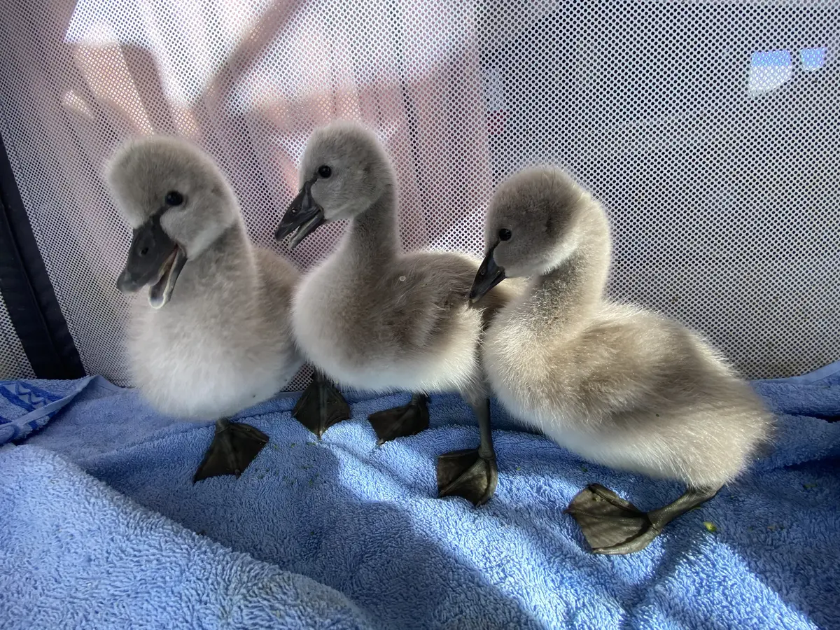 Native Wildlife in Rehabilitation